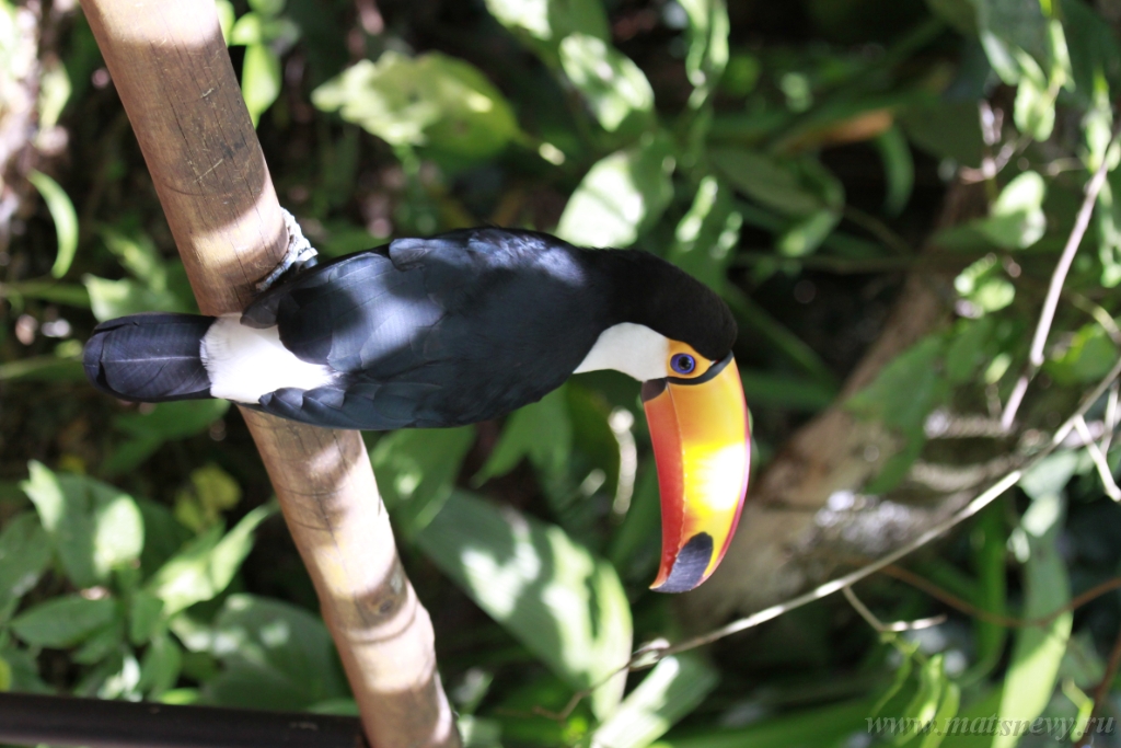 ArgN 1707.jpg - Close-up portrait of the toco toucan. Ramphastos toco.Brazil. Iguazu